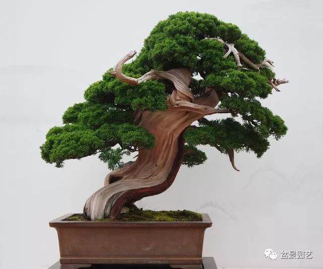 走近盆景艺术之盆景流派