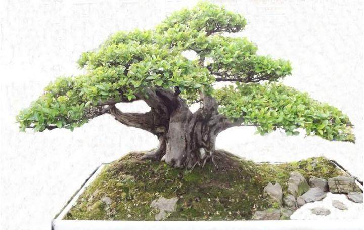 中国盆景流派及其艺术风格 我国幅员辽阔