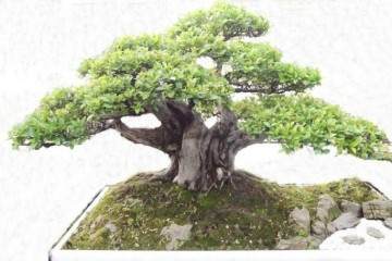 中国盆景流派及其艺术风格 我国幅员辽阔