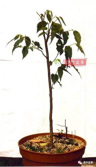 培养大树型盆景