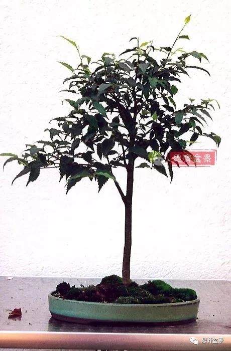 培养大树型盆景