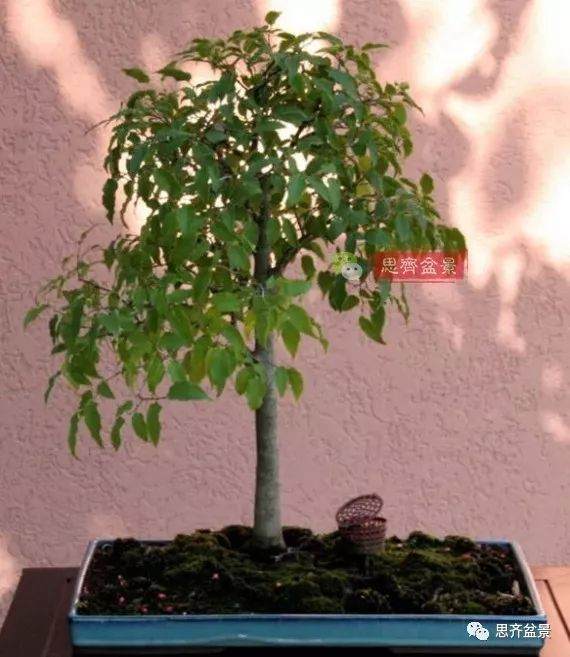 培养大树型盆景