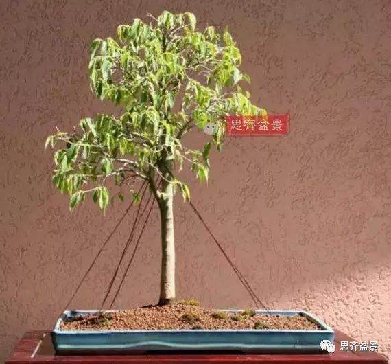 培养大树型盆景