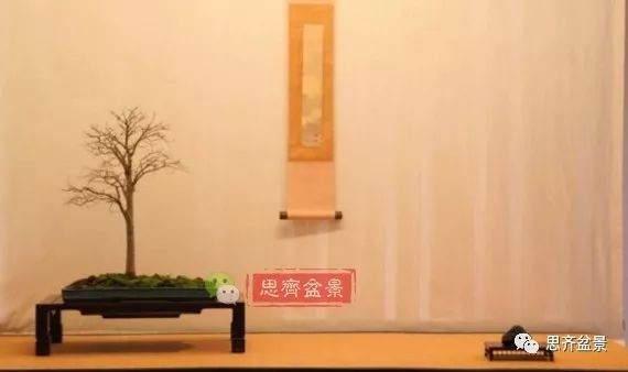 培养大树型盆景