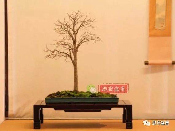 培养大树型盆景