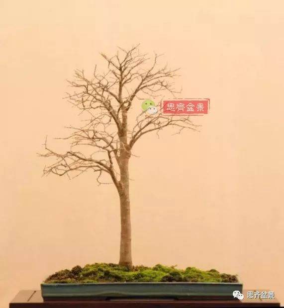 培养大树型盆景