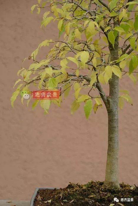 培养大树型盆景