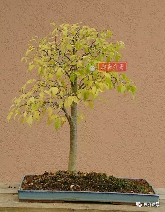 培养大树型盆景