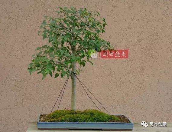 培养大树型盆景