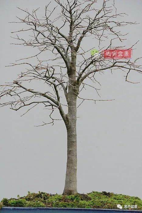 培养大树型盆景