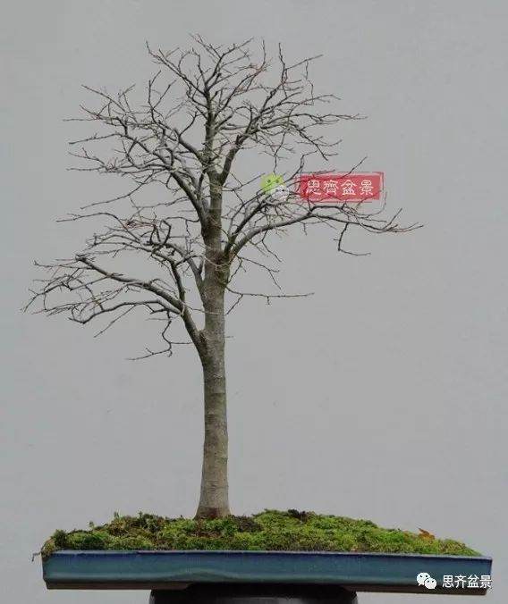 培养大树型盆景