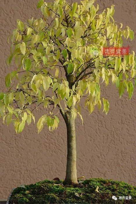 培养大树型盆景