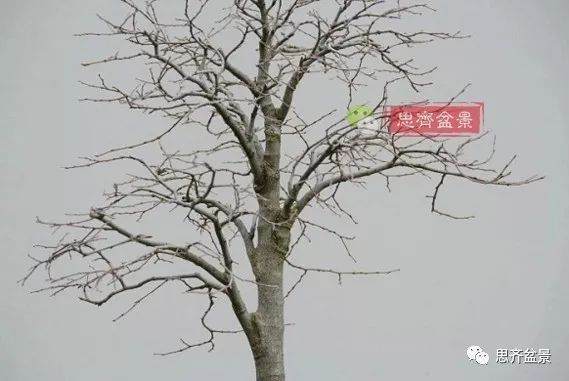 培养大树型盆景