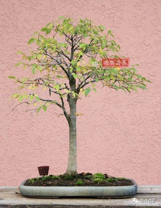 培养大树型盆景