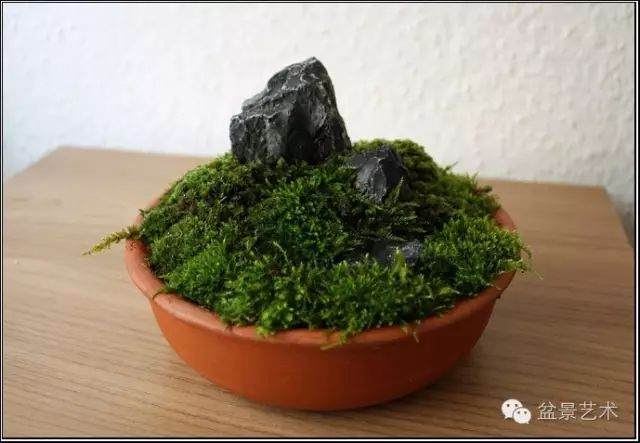苔藓盆景的制作 分5步走