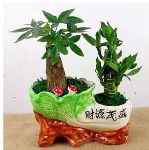 如何选择富贵竹盆景的摆放位置？