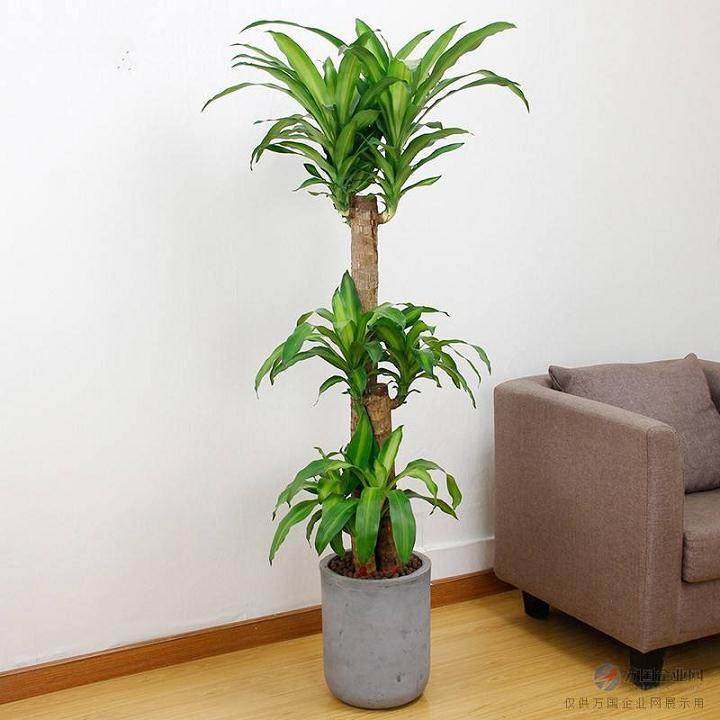 富贵竹盆景的养护要领