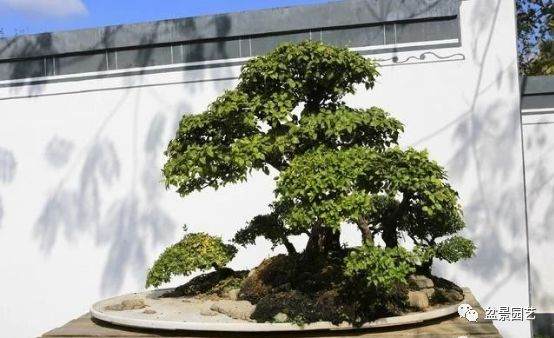 过万的盆景没有价值 专家驳斥 不能低估