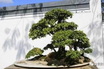 过万的盆景没有价值 专家驳斥 不能低估