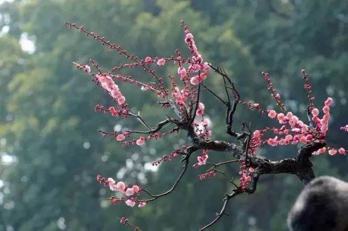 梅花盆景的制作与养护方法