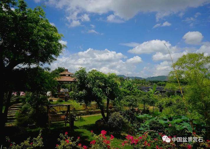 走进中盆协副会长刘宁胜的盆景世界