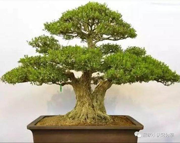 这四种农村常见的树 用来当做盆景 价值很高