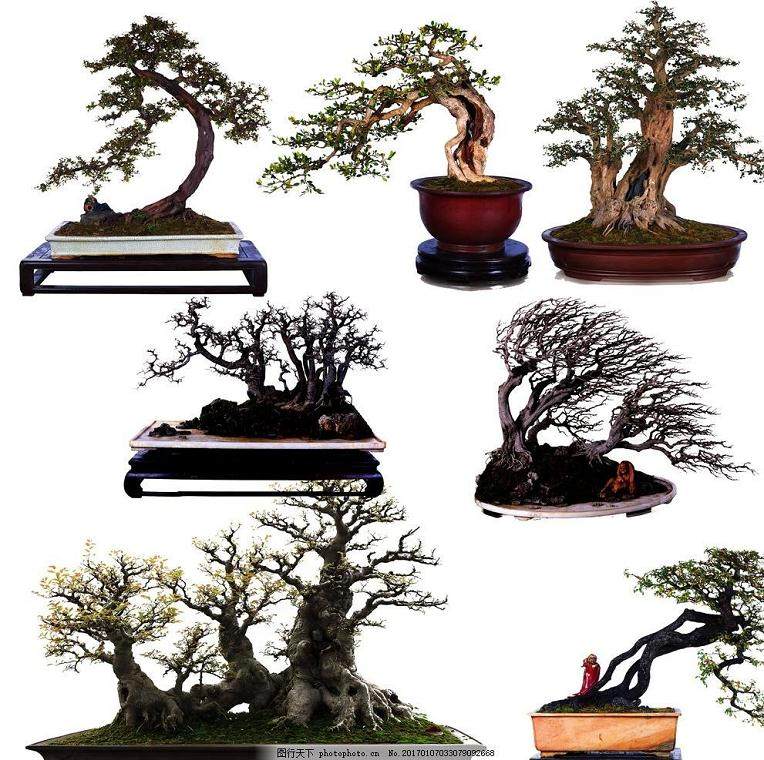 养花达人种2种盆景 变成老桩 开花满枝头