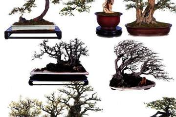 养花达人种2种盆景 变成老桩 开花满枝头