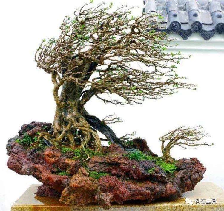 刘传刚博兰盆景系列之三——《风动式盆景篇》