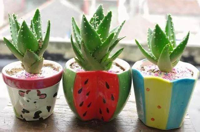 这种养出来的盆景芦荟 叶片肥硕 开出美丽的花