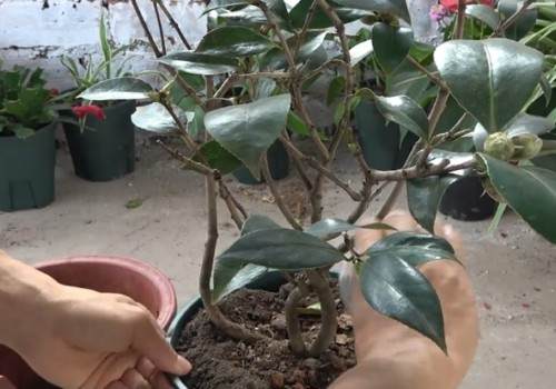 新买的茶花用不用换盆4