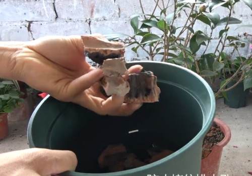 新买的茶花用不用换盆3