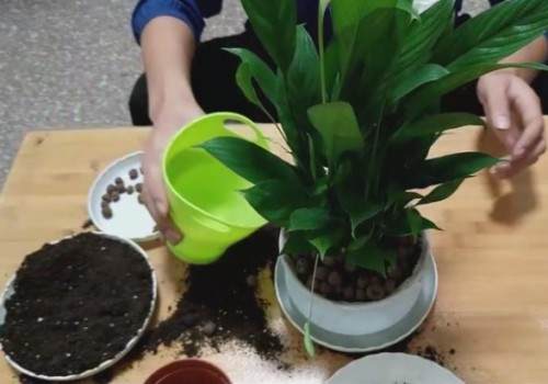 白掌买回来可以换盆吗4