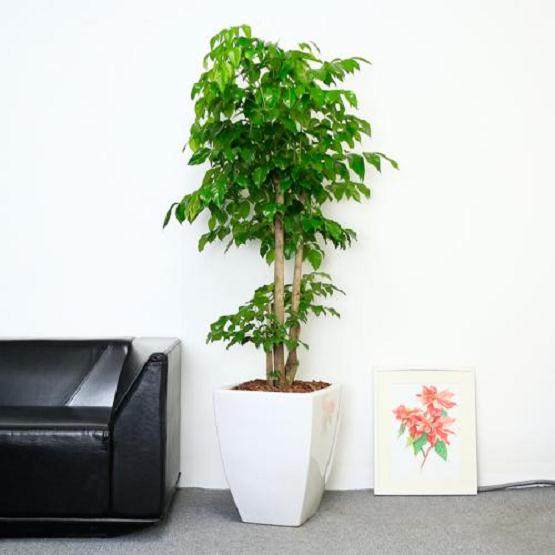 给幸福树换盆的5个注意事项