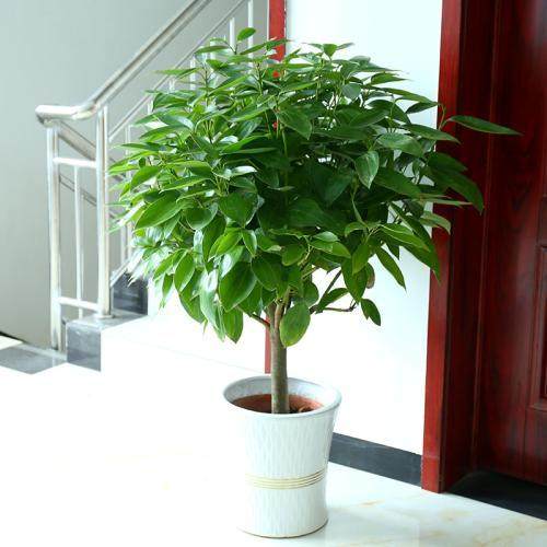 大型幸福树 如何换盆呢 图片