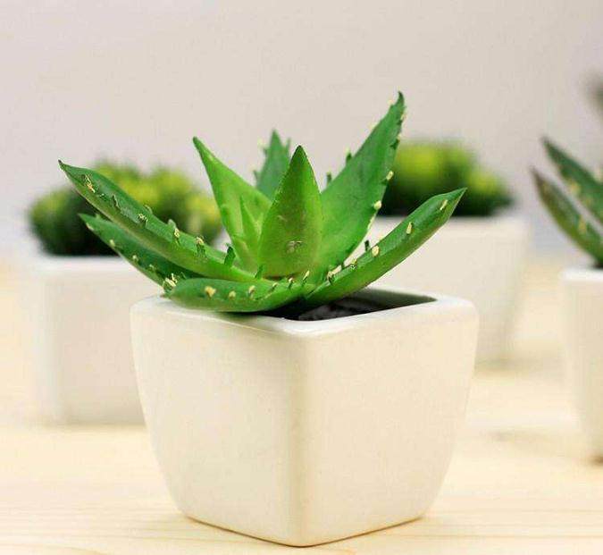 芦荟盆栽在秋季换盆的3个步骤