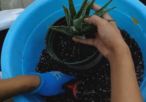 芦荟秋季换盆方法4