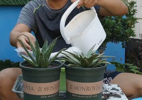 芦荟秋季换盆方法3