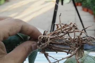 芦荟盆栽在秋季换盆时 如何配制土壤？