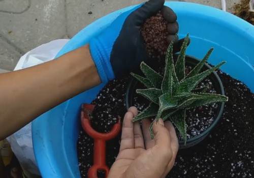 芦荟秋季换盆方法5