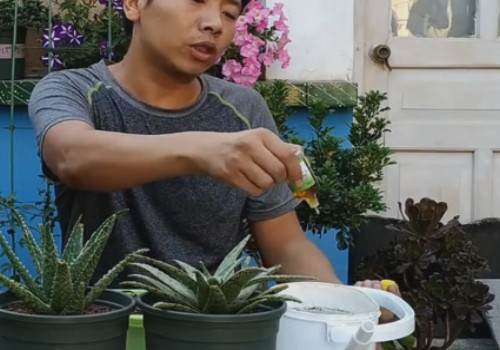 芦荟秋季换盆方法6