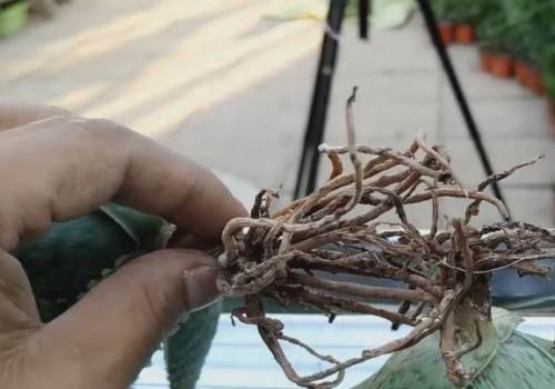 芦荟秋季换盆方法