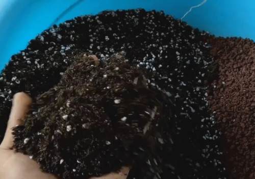 芦荟秋季换盆方法1