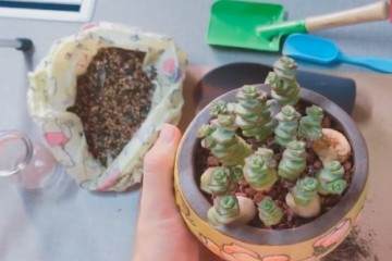 图解 给钱串多肉植物怎么换盆的过程