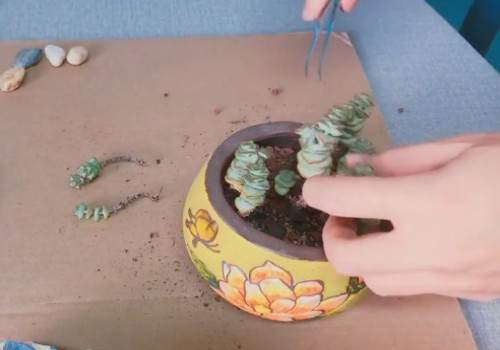 如何给钱串换盆6