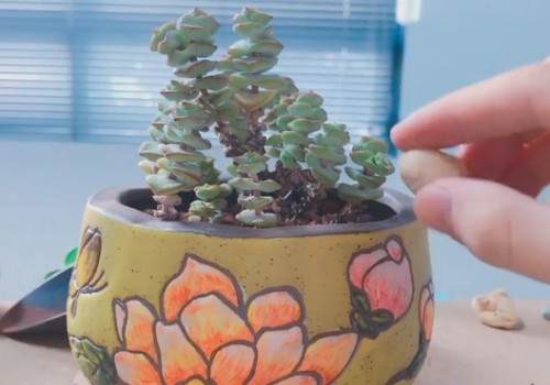 如何给钱串换盆8