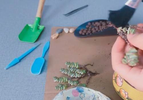 如何给钱串换盆3