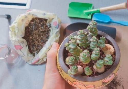 如何给钱串换盆1