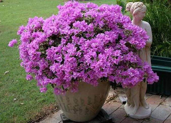 三角梅盆栽的换盆 需要注意这3个事项