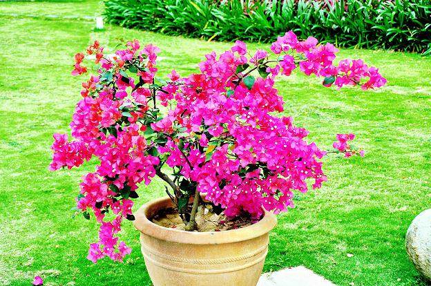 三角梅盆栽换盆移栽后叶子蔫了怎么办?